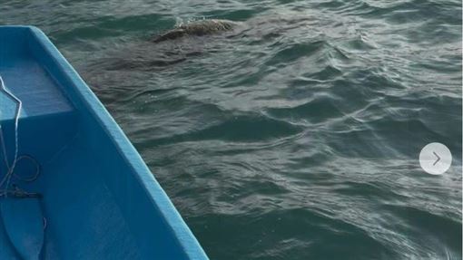 日月潭驚現「水怪」？神秘長頸生物真相曝