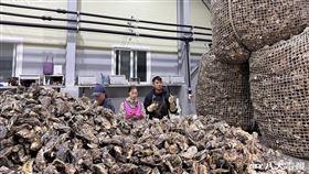 主持人融融（右）與搭檔咪蕾來到牡蠣工廠，數量驚人非常壯觀。（圖／八大提供）