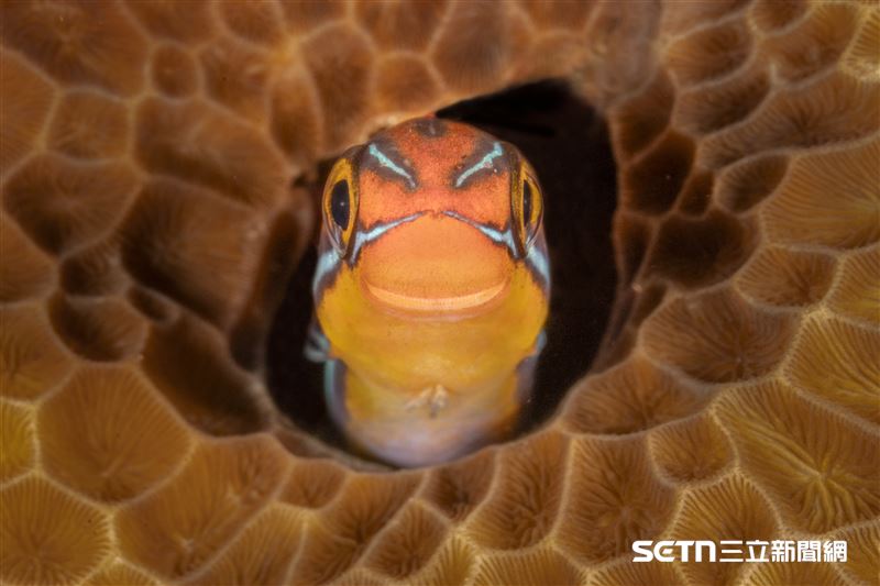 魚類及水生動物組的冠軍，是英國攝影師Jenny Stock的作品《微笑（Smiley）》。攝影師在菲律賓潛水時，初次見到這隻合齒魚科的魚。為了拍攝這張照片，她不得不趴在沙地上，並緩慢移動以免驚擾到牠。她表示這隻魚似乎對相機非常好奇，甚至游向鏡頭，讓她捕捉到這張極具親和力的「微笑」瞬間。（圖／©Jenny Stock；Nikon Comedy Wildlife Awards授權提供）