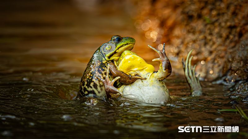 爬行、兩棲及昆蟲組冠軍 / 尼康少年組冠軍 (16 歲及以下），得獎的是美國攝影師Grayson Bell的作品《不情願皈依者的洗禮(Baptism of an unwilling convert)》。攝影師在自家後院捕捉到兩隻青蛙在水中掙扎的畫面。他表示這張照片展現了自然界中充滿動態且戲劇性的一面，看似「洗禮」的動作其實是青蛙間的領地競爭。身為年輕攝影師，他對於能同時獲得兩項大獎感到驚喜與榮幸。（圖／©Grayson Bell；Nikon Comedy Wildlife Awards授權提供）