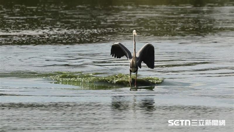 尼康影片組冠軍為德國攝影師Tatjana Epp的作品《衝浪蒼鷺（Surfing Heron）》。Tatjana Epp參賽的精彩影片裡，捕捉到一隻蒼鷺站在漂浮物上，像是在水面上衝浪般的獨特姿態。（圖／©Tatjana Epp；Nikon Comedy Wildlife Awards授權提供）