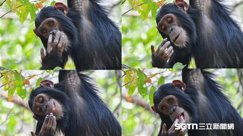 組合作品組冠軍為美國攝影師Maggie Hoffman的作品《挖金礦（Digging for Gold）》。一組共4張的照片，生動記錄了一隻黑猩猩專注於挖鼻孔的爆笑連續動作。＜設計對白＞我挖、我挖挖挖...疑？是「金礦」耶！嘿嘿，來嚐嚐看～（圖／©Maggie Hoffman；Nikon Comedy Wildlife Awards授權提供）