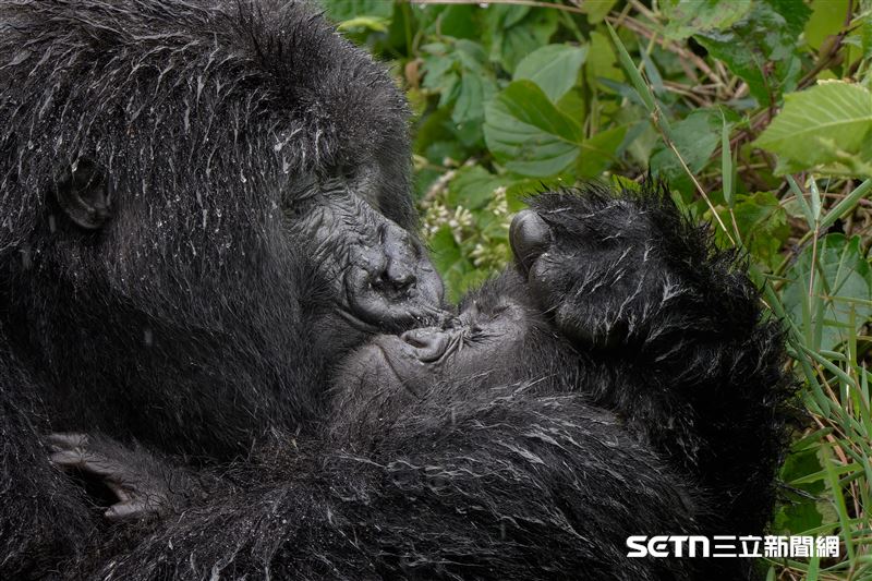 這張獲得「高度讚揚獎（Highly Commended Winner）」的照片，是英國攝影師Mark Meth-Cohn的另個作品《啊——媽媽！（Aaaaaww Mum）》。Mark在盧安達的維龍加山脈徒步旅行時，捕捉到這個溫馨又滑稽的瞬間。當時一個大猩猩家族正聚集在空地，成年大猩猩在覓食，而年幼的大猩猩則在熱情玩耍。這張照片生動地拍下了幼雛向母親「撒嬌尖叫」的模樣，讓人感受到靈長類動物與人類相似的情感連結。（圖／©Mark Meth-Cohn；Nikon Comedy Wildlife Awards授權提供）