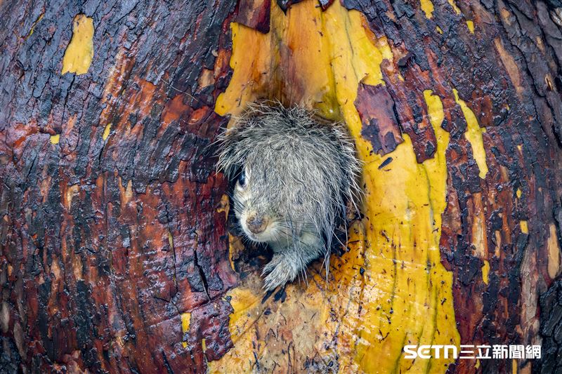 這張獲得「高度讚揚獎（Highly Commended Winner）」的作品是加拿大攝影師Christy Grinton的《糟糕的髮型日（Bad hair day）》。當時Christy Grinton正在維多利亞市中心的一座公園，看見一隻灰松鼠媽媽正忙著幫孩子搬家。由於早晨草地佈滿露水，牠在穿梭時尾巴被浸得濕透。當牠進入新巢並轉身離開的瞬間，那條濕答答的尾巴正好蓋住了牠的頭。這副模樣讓Christy聯想到那種剛洗完頭、門鈴卻突然響起的尷尬時刻！（圖／©Christy Grinton；Nikon Comedy Wildlife Awards授權提供）