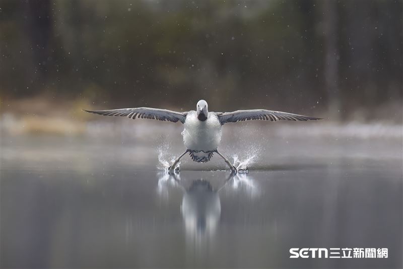 這張獲得「高度讚揚獎（Highly Commended Winner）」的作品是芬蘭攝影師Erkko Badermann的《起落架放下（Landing gear down）》。Erkko Badermann表示，這張照片是耐心守候下換來的勝利！此外，他更分享背後的酸甜苦辣：「多年來，我一直持續拍攝紅喉潛鳥。我趴在池塘邊的偽裝網下，躲在隱蔽處記錄牠們春季求偶的姿態。地面既濕又冷。那天早晨，一場反常的初春降雪讓我措手不及，幾乎無法進行拍攝。趴在冰冷的岸邊，我一度覺得待在這裡毫無意義，正準備離開時，我決定再留一下。隨後雪勢轉弱，化作靜謐優美的飄雪，湖面也升起了一層薄霧。湖面上的另一隻紅喉潛鳥已被雪覆蓋成白色。從牠的行為中，我察覺到牠的伴侶即將抵達湖泊，我設法在灰濛濛的天空背景下將鏡頭對焦在牠身上。雖然一度跟丟，但在牠落水前的一刻，我重新捕捉到了牠的身影。紅喉潛鳥其實不擅長飛行，降落姿勢通常搖搖欲墜：牠們會將雙腿向後伸展以尋求平衡，接著以腹部著水滑行。我常開玩笑說牠們把水面當作跑道。但這一次，這隻鳥筆直地朝我飛來，姿態極其平穩，簡直讓人以為牠去上過飛行課。這張照片曾隨我參加過多次展覽，總能引起觀眾會心一笑。它散發著一種獨特的幽默感。我認為它非常適合參加這個攝影獎，能為觀眾帶來歡樂。」（圖／©Erkko Badermann；Nikon Comedy Wildlife Awards授權提供）
