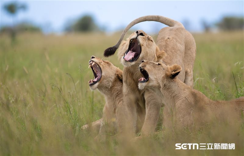 這張獲得「高度讚揚獎（Highly Commended Winner）」的作品是美國攝影師Meline Ellwanger的《合唱團（The Choir）》。Meline表示：「這是我極其幸運捕捉到的搞笑瞬間，畫面中這三隻獅子竟然在同一時間打哈欠。」＜設計對白＞啊～Do、啊～Re，換我：「啊～～～Mi」（圖／©Meline Ellwanger；Nikon Comedy Wildlife Awards授權提供）