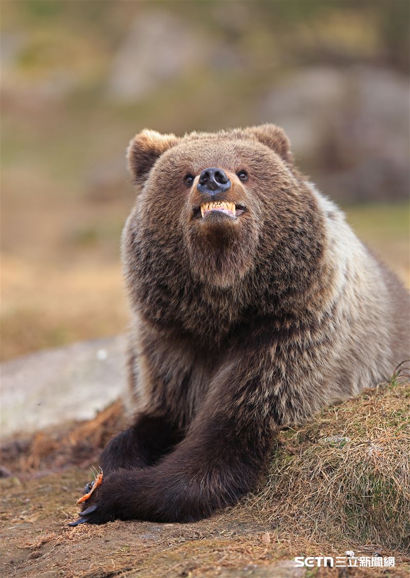 獲得高度讚揚獎 （Highly Commended Winners）的作品之一，芬蘭攝影師Valtteri Mulkahainen的作品《微笑，你正在被拍攝（Smile, you're being photographed）》—— 一隻棕熊寶寶躲在樹後偷看鏡頭。＜設計對白＞有鏡頭在拍，看我的招牌動作！（圖／©Valtteri Mulkahainen；Nikon Comedy Wildlife Awards授權提供）