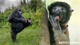 ★★★照片儘授權一次性使用，所以其它稿件請勿使用，謝謝～★★2025「搞笑野生動物攝影獎（Comedy Wildlife Photography Awards）」