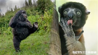 多圖／太做自己！野生動物爆笑私生活流出