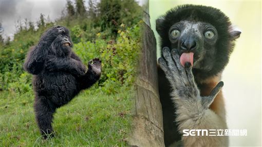 多圖／太做自己！野生動物爆笑私生活流出