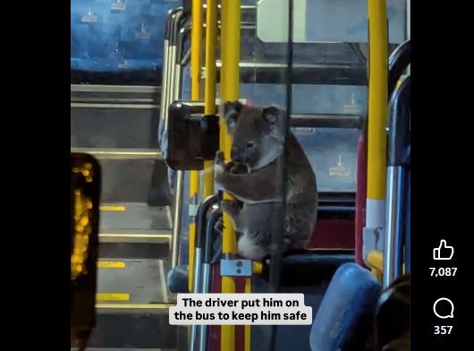 澳洲無尾熊搭公車。（圖／取自臉書Koala Rescue Brisbane South Inc. ）