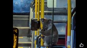 澳洲無尾熊搭公車。（圖／取自臉書Koala Rescue Brisbane South Inc. ）