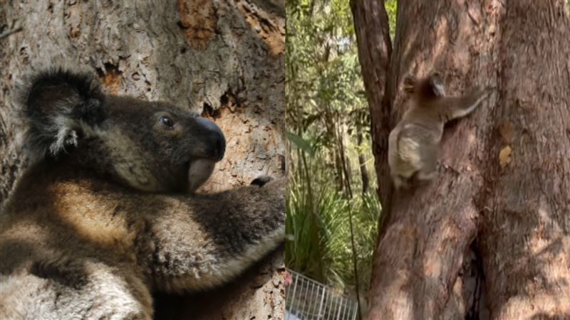 佩利回到野外開心爬樹。（圖／取自Koala Rescue Brisbane South Inc. ）
