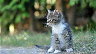 你養我！幼貓不信任人狂試探 傲嬌認主人