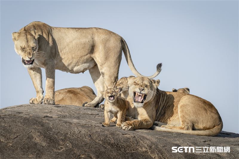 這張獲得「高度讚揚獎 (Highly Commended Winner) 」的是美國攝影師Bret Saalwaechter的《我等不及要當國王了（I-Just-Can't-Wait-To-Be-King）》。對於著迷於獅子社交生活的Bret來說，塞倫蓋蒂就是最好的觀察室。2024年9月的旱季，嚴酷的氣候加劇了獅群的家庭矛盾。在那段時間，他們巧遇了一場動感十足的對峙：一邊是吵著喝奶的幼獅，一邊是累到想「罷工」的母獅。 雖然旱季對野生動物而言是一場生存考驗，卻也造就了絕佳的拍攝機會。這些幼獅簡直是天生的演員，牠們繞著石山（Kopje）不斷追逐母親，在玩耍與討奶之間切換。母獅因高溫早已失去耐心，幾度憤怒咆哮試圖退場，卻始終甩不掉這群「黏人精」。 這場追逐戰不斷升級，母獅跳上石山尋求清靜，後代卻如影隨形。最終，在混亂與喧囂達到巔峰的合唱瞬間，Bret成功捕捉到了這個畫面——這就是大自然中最真實、也最令人噴飯的家庭劇場。 這張照片生動捕捉了幼獅張大嘴巴與母獅互動的瞬間，與迪士尼《獅子王》的經典曲目同名，充滿了戲劇張力與幽默感。（圖／©Bret Saalwaechter；Nikon Comedy Wildlife Awards授權提供）