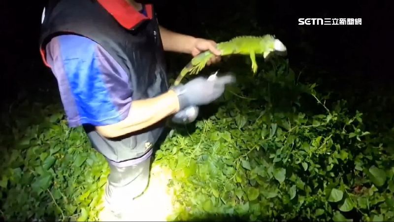 綠鬣蜥獵人年抓1萬5千隻　領走175萬禮券