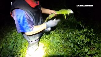 綠鬣蜥獵人年抓1萬5千隻　領走175萬禮券