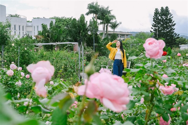 花博新生園區玫瑰花海中，人物漫步其間，花香與自然光交織出城市綠意。（圖／翻攝畫面）
