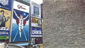 道頓堀18日出現奇特景象，河川內突然出現大量魚群。（圖／資料照、翻攝自X平台）