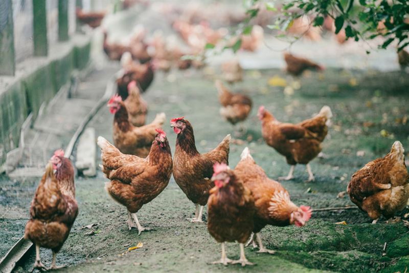 主婦聯盟合作社的「台灣善糧黃金土雞」，強調採用本土非基改飼料與友善動物飼養方式。（圖／品牌業者提供）