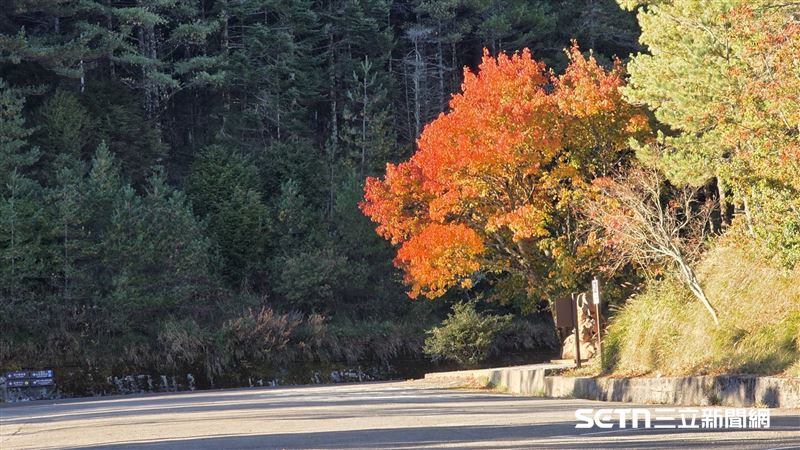 小雪山紅榨槭驚豔全開！全株轉為火紅的壯麗姿態，在冬日暖陽下更顯耀眼，與山林交織出最動人的節慶色彩，快來捕捉這抹限時綻放的自然絕景。（圖／周金陵攝；林業保育署台中分署提供）