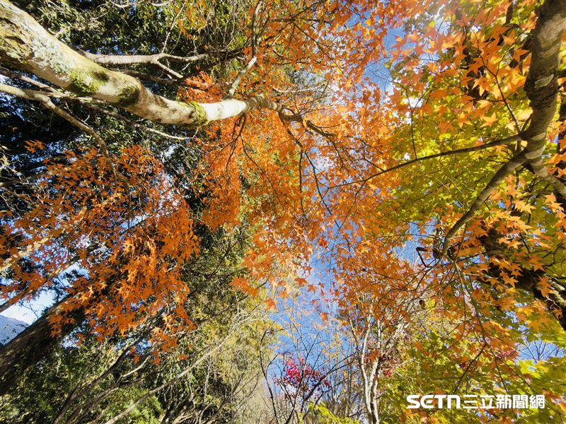 大自然在大雪山打翻了調色盤！紅、橙、黃、綠在山頭驚喜交織，譜出最繽紛的秋季圓舞曲。這份不必出國就能遇見的世外桃源，是今年最美的年終風景。（圖／鴻凱攝；林業保育署台中分署提供）