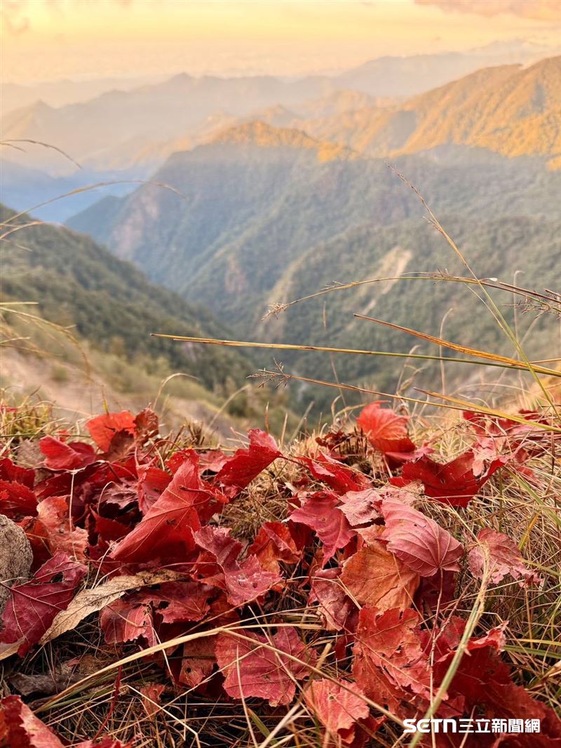 大雪山氣溫轉冷，飄落楓葉如紅毯般鋪滿林道，與蒼翠山景交相輝映，交織出最動人的深秋畫卷，美不勝收。（圖／林業保育署台中分署提供）