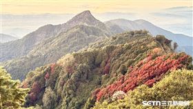 大雪山楓景／林業保育署台中分署提供