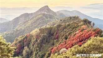 大雪山「楓」景曝　這棵天然聖誕樹真欠拍