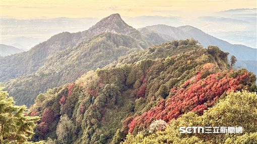 大雪山「楓」景曝　這棵天然聖誕樹真欠拍