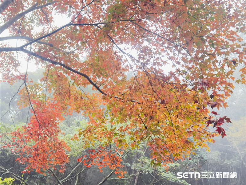 雲霧繚繞大雪山，朦朧濾鏡下的楓紅顯得格外絢麗神祕。紅葉在霧氣中若隱若現，與深秋山景共譜一曲浪漫樂章，彷彿走入夢幻的仙境畫卷。（圖／宋源琦攝；林業保育署台中分署提供）