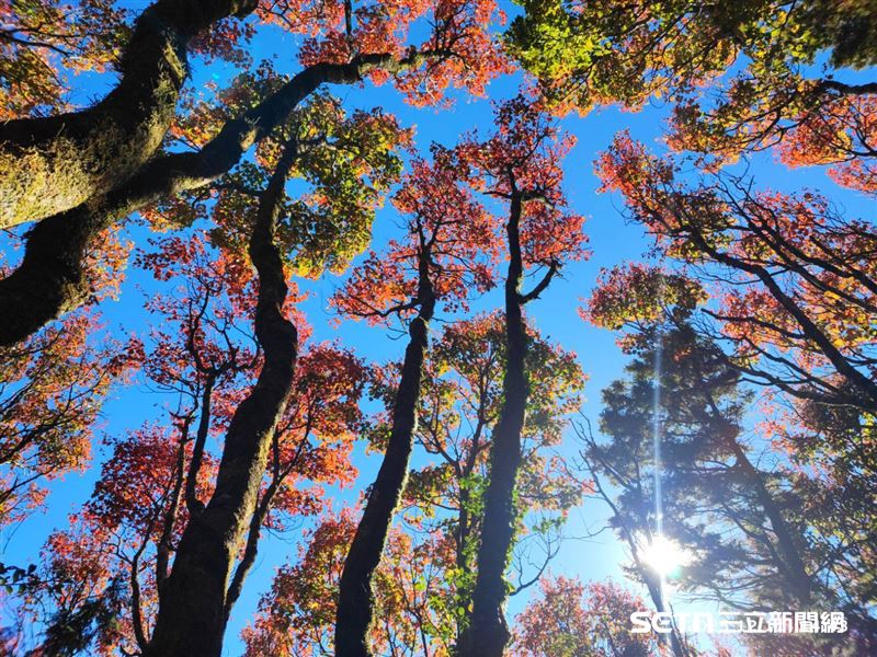 寒風捎來冬日驚喜，大雪山收費站已披上火紅新裝。層層楓紅與遠山翠綠交織，宛如一幅天然的明信片。漫步在被楓葉染紅的林道，每一眼都是最浪漫的年終視覺饗宴。（圖／宋源琦攝；林業保育署台中分署提供）