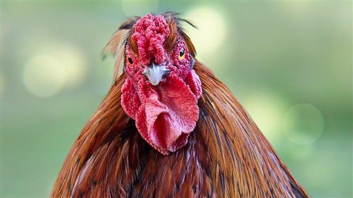 天降「活雞」賴在引擎蓋不走 駕駛秒收編