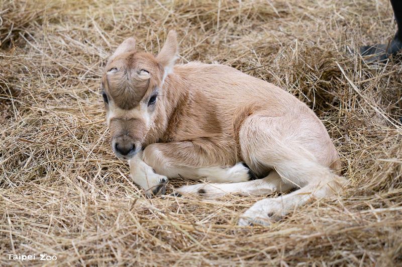 弓角羚羊寶寶在12月10日上午誕生。（圖／台北市立動物園提供）