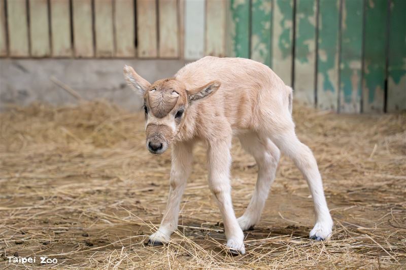 弓角羚羊寶寶一出生頭上就有一對漩渦，將逐漸長出羊角。（圖／台北市立動物園提供）