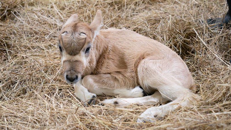 聖誕前夕驚喜！北市動物園羚羊寶寶誕生