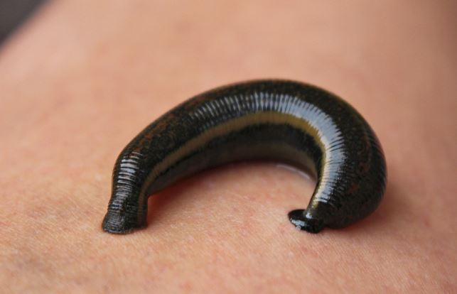 馬來西亞女童沒穿內褲在田裡玩耍，私密處遭水蛭攻擊。（示意圖／取自pixabay）