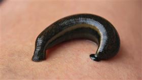 水蛭。（示意圖／取自pixabay）