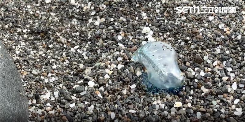 台東縣達仁鄉南田海岸近日出現大量「世界第三毒」的僧帽水母。（圖／記者王浩原攝影）