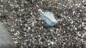 僧帽水母。（圖／記者王浩原攝影）