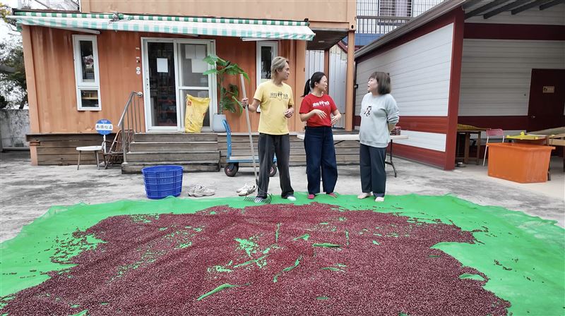 （圖／主持人體驗紅豆日曬過程）