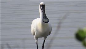 外籍移工被檢舉獵捕黑面琵鷺　經查為白腹秧雞警政署保安警察第七總隊24日指出日前民眾檢舉外籍移工疑獵食黑面琵鷺（圖），經請專家初步檢視照片，確認是白腹秧雞，而非保育類黑面琵鷺。（鰲鼓濕地粉絲團提供）中央社記者蔡智明傳真　114年12月24日