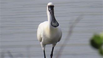 移工遭疑獵捕黑面琵鷺　專家確認竟是雞