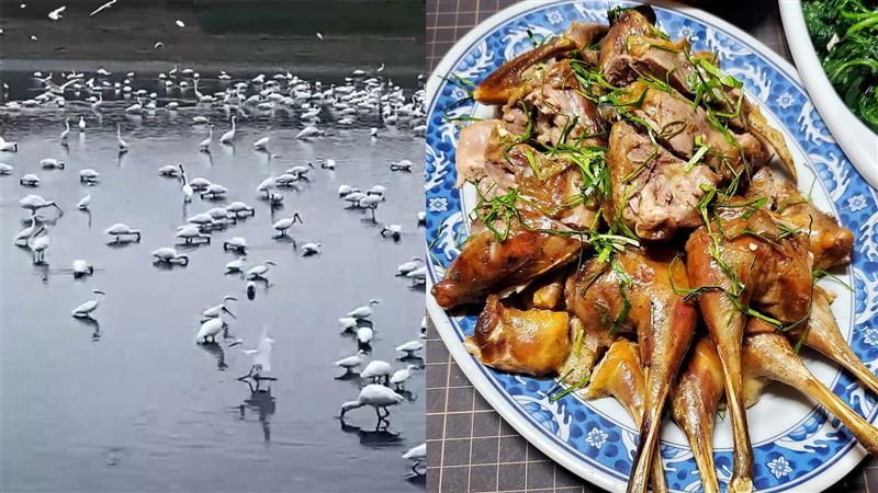 有移工在臉書上PO出黑面琵鷺的影片，又附上一張烤鳥類的餐點引人猜忌，隨即遭到鳥友檢舉，目前保七總隊初判為「白腹秧雞」，非保育鳥類。（圖／翻攝畫面）