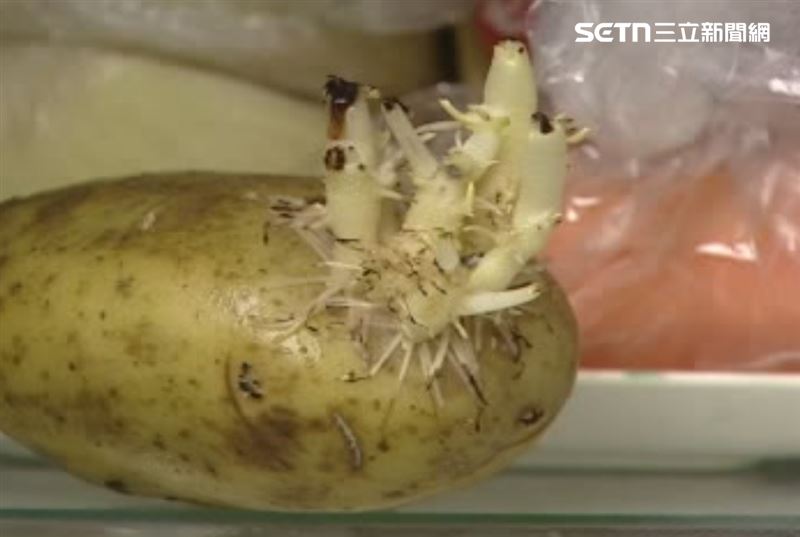 醫師警告，發芽的馬鈴薯不能吃，即使去掉發芽毒素仍會在。（圖／資料照）