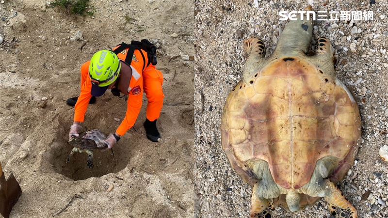 屏東小琉球花瓶岩海域一隻「玳瑁」翻肚破殼死亡，隨著潮汐上沖下洗，遊客目睹死亡現場，卻無能為力。（圖／翻攝畫面）