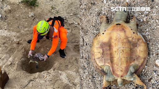 玳瑁剝殼亡「摸腐屍竟惹禍」！驚悚原因曝