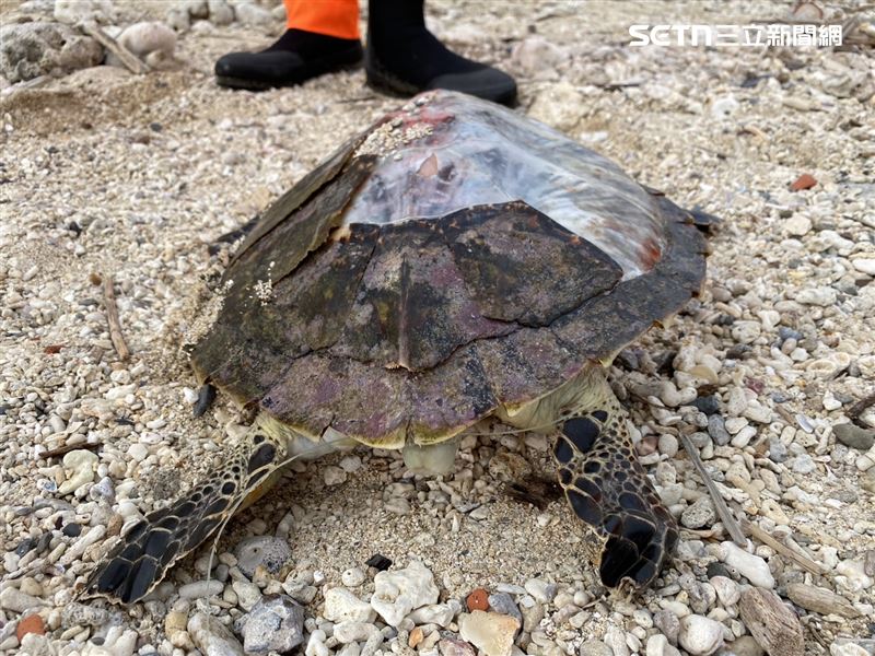 經判斷是玳瑁青少龜死亡擱淺，因屍體腐敗無學術價值，已掩埋妥處。（圖／翻攝畫面）