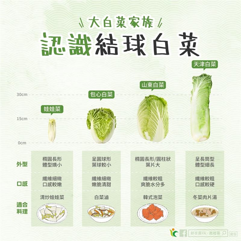 冬季是結球白菜的盛產季節。（圖／翻攝自農糧署粉專）