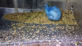 台中市廚餘清運收送將從養豬業者轉移到廢清業者負責，但已經傳出民眾將廚餘塞在垃圾中造成垃圾車斗下部堆滿油汙穢物。（圖／讀者提供）